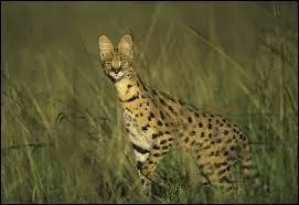 Quel est cet animal ?