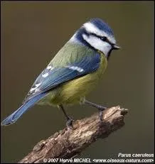 Quel est cet oiseau ?