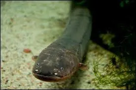 Quel est cet animal ?