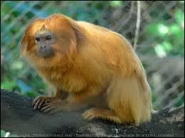 Quelle est cet espèce de singe ?