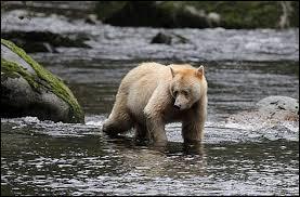 Quiz Animaux