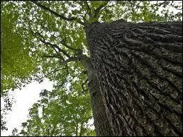 Commet appelle-t-on une for&ecirc;t de ch&ecirc;nes ?