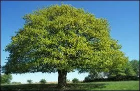 Le ch&ecirc;ne est l'arbre le plus r&eacute;pandu en France. Quel arbre le suit de pr&egrave;s ?