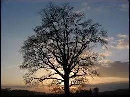 Quelle est la dur&eacute;e de vie d'un ch&ecirc;ne ?