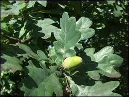 Quels animaux alimentait-on avec des glands ?