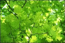 Quel b&acirc;timent anglais a &eacute;t&eacute; r&eacute;alis&eacute; &agrave; partir de bois de ch&ecirc;ne ?