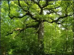 Que fabriquait-on au Moyen &Acirc;ge avec les glands ?