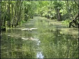 Oak Alley Plantation, l'embouchure du Mississippi et le Bayou ?