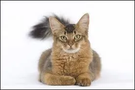 Quel animal voit-on sur la photo ?