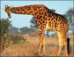 Quel est cet animal ?