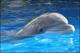 Quel est cet animal ?