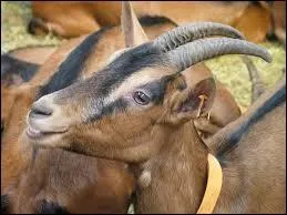 On dit que le chien aboie et que la chèvre...