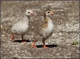 Le pintadeau est-il le mâle de la pintade ?