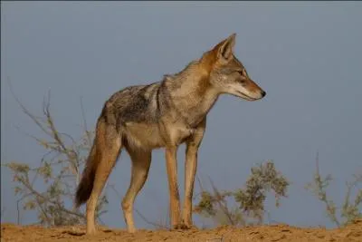 Le chacal est carnivore.