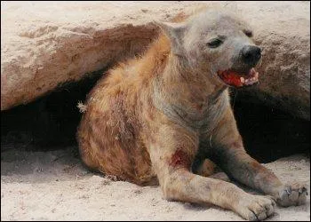 Ce canidés est un féroce charognard, alors c'est ...