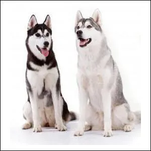 Même les chiens sont des canidés, mais connais-tu toi la race de ce chien ?