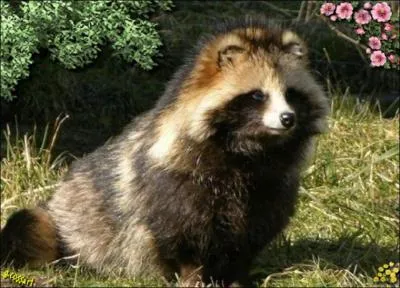 Quel est ce canidé ?