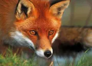 Quiz Vrai ou faux sur les animaux