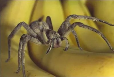 Les araignées sont des insectes, vrai ou faux ?