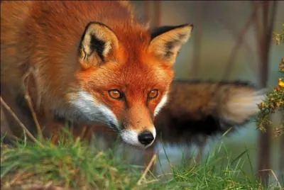 Le renard est un mammifère, vrai ou faux ?