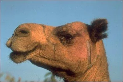 Le dromadaire a deux bosses, vrai ou faux ?