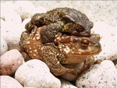 Le crapaud est le mâle de la grenouille, vrai ou faux ?
