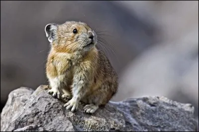 Le pika entre en hibernation en hiver, vrai ou faux ?