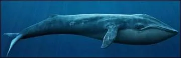 La baleine bleue pèse moins de 3 tonnes, vrai ou faux ?