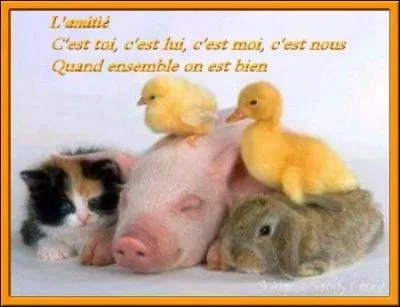 Trouvez l'auteur de la citation suivante : L'amitié, c'est pareil que l'amour, le cul en moins !