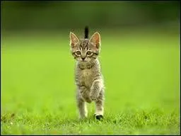 Quand doit-on chanter "Doux chaton" ?