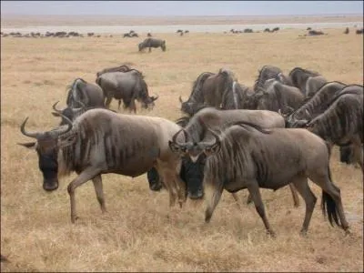 Ces bovidés-là parcourent tous les ans, 3000 km, ils vivent en Afrique.