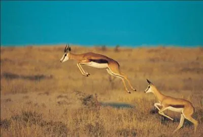 Que vous me croyiez ou pas, ce bovidé peut faire des bonds remarquable.