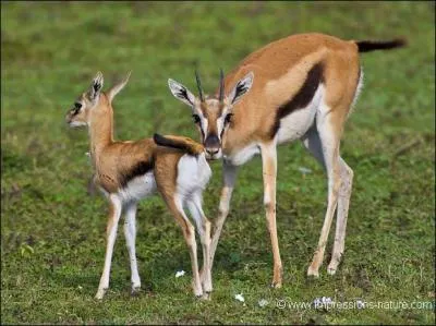 Celui-ci est la proie préférée des guépards.