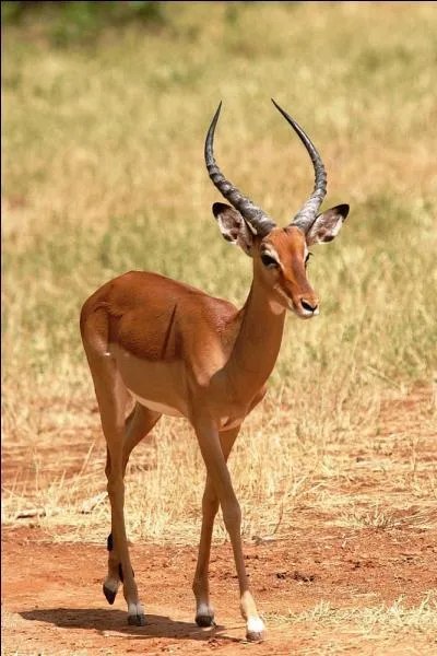 Celle-ci aussi peut faire des bonds formidables.