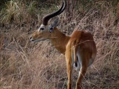 Celui-ci ressemble à celui d'en haut.