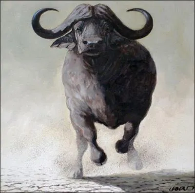 Celui-ci est peut-être un bovidé mais, pas pour autant sans danger, même pour le lion.