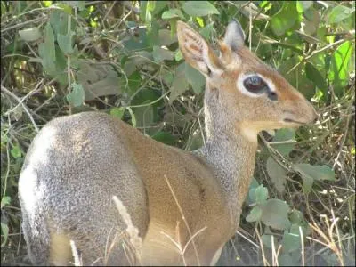 Le dik-pets est-il un bovidé ?
