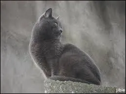 Croc Jaune est soupçonnée d'avoir tué. Qui aurait-elle tué ?