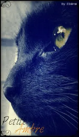 Qui est l'apprenti(e) de Croc Jaune ?