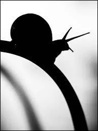 Quel est cet animal ?