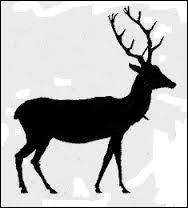 Quiz Animaux