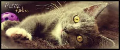 En qui Etoile Bleue se réincarne-t-elle ?