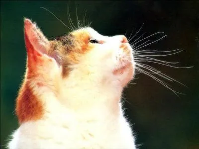 Quelle prophétie Petite Feuille annonce-t-elle à Etoile Bleue (dans "Retour à l'état sauvage") ?