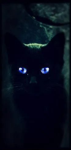 Comment Etoile Bleue meurt-elle ?