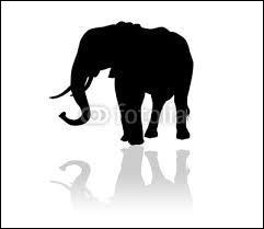 Quiz Animaux
