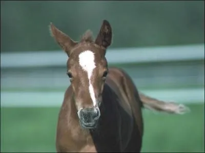 Combien de mois dure la gestation de la jument ?
