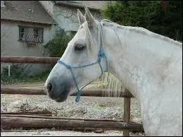 Comment s'appelle ce licol ?