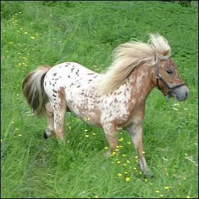 Quelle est cette race ?