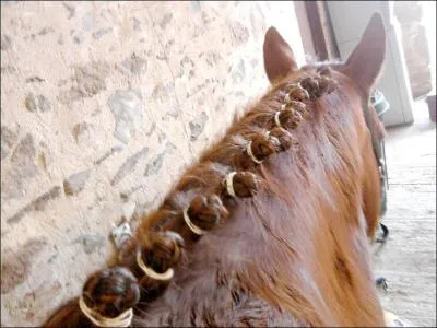 Comment s'appelle cette coiffure pour cheval ?