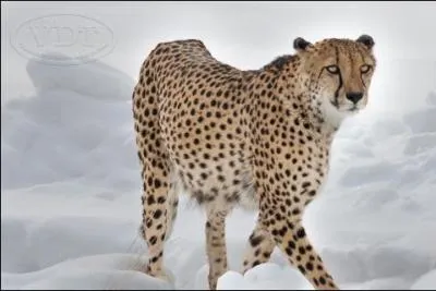 Quel est cet animal ?